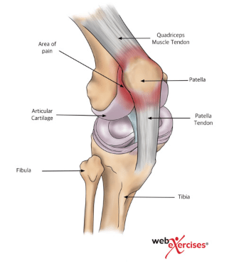knee-anatomy