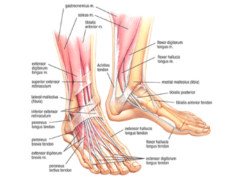 Foot Muscle Tendinopathy