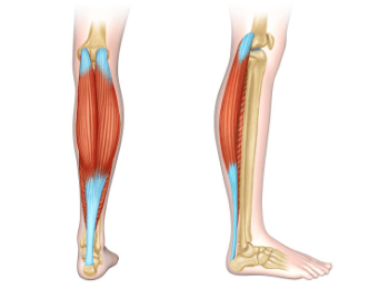 Calf Muscle Pain