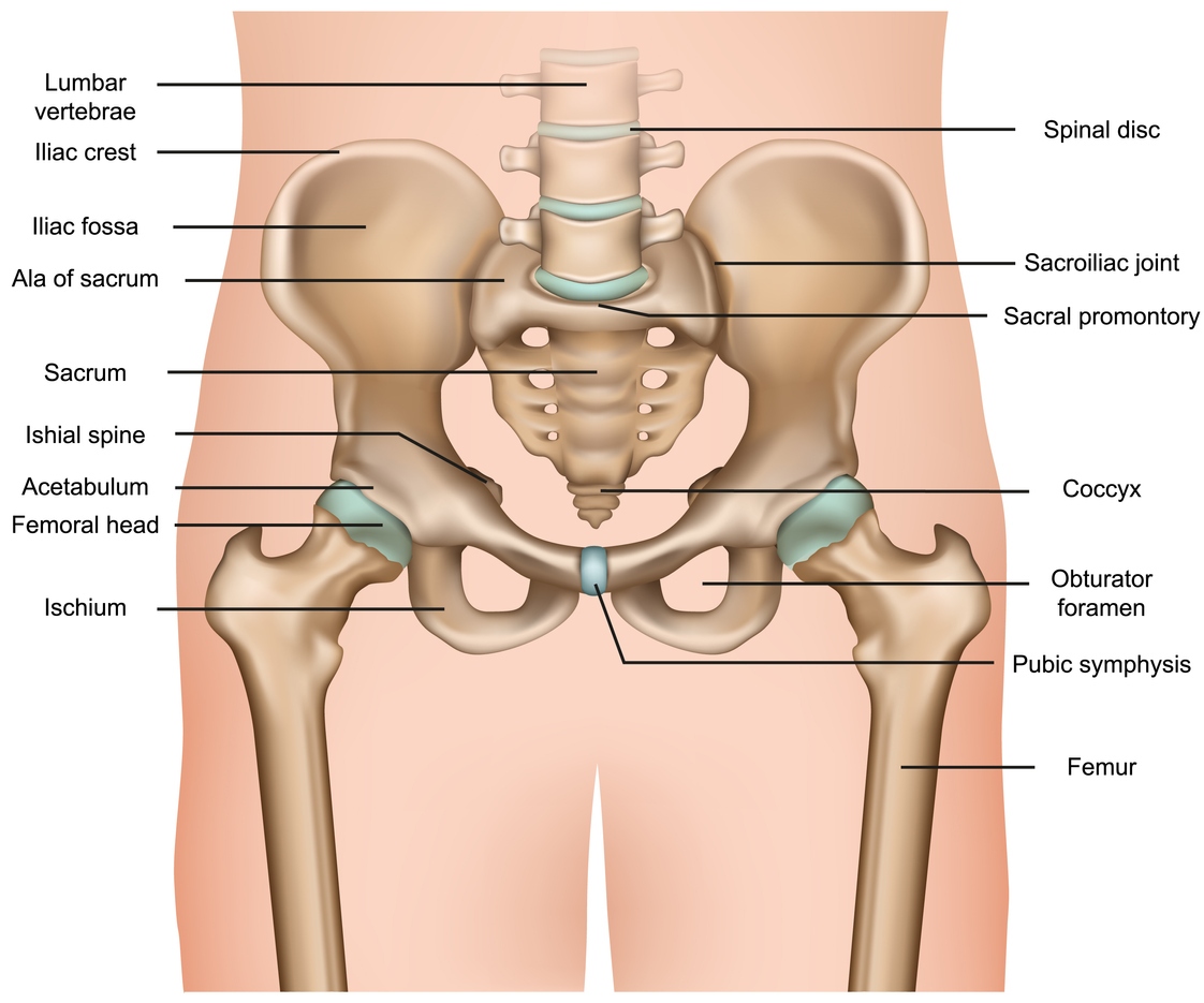 human pelvis anatomy 3d medical vector illustration on white background human pelvis anatomy 3d medical vector illustration on white background eps 10
