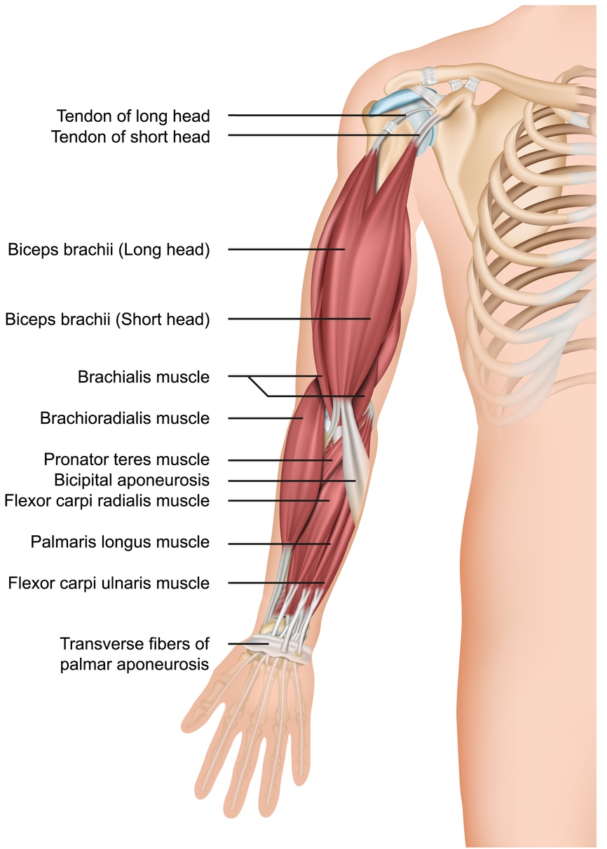 Arm muscle anatomy 3d medical vector illustration forearm Arm muscle anatomy 3d medical vector illustration forearm eps 10
