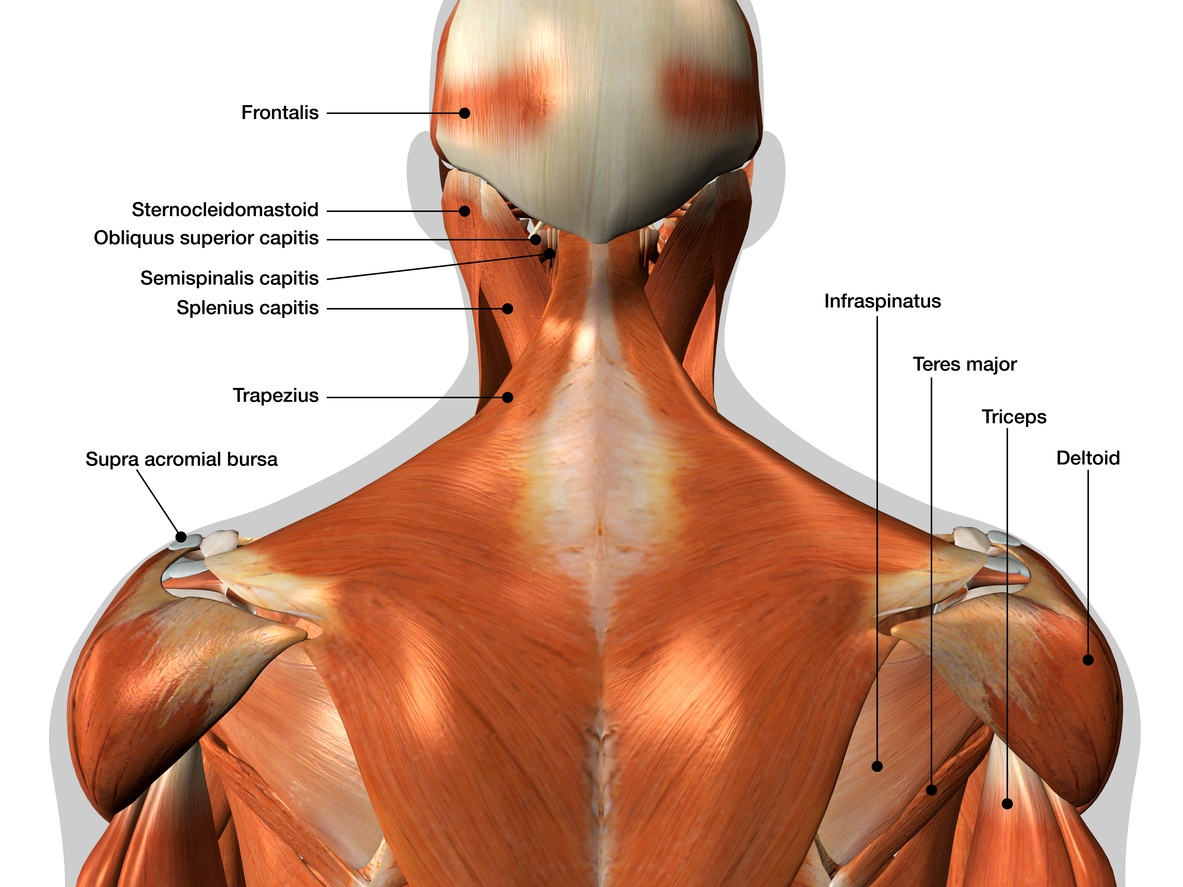 Labeled human anatomy diagram of man's neck and back muscles from a posterior view on a white background.