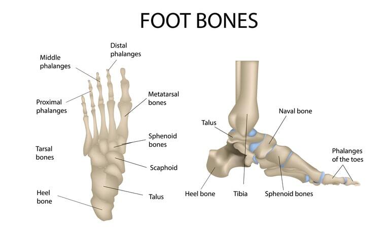 skeletal anatomy of the foor and ankles skeletal anatomy of the foor and ankles