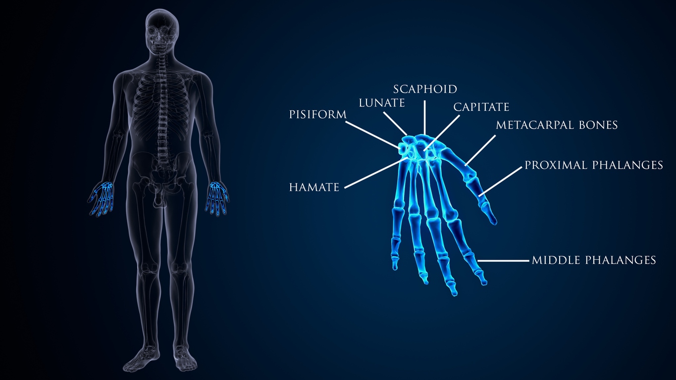 3d rendered anatomy illustration of a human skeletal hand A hand is a prehensile, multi-fingered appendage located at the end of the forearm or forelimb of primates such as humans, chimpanzees, monkeys, and lemurs.