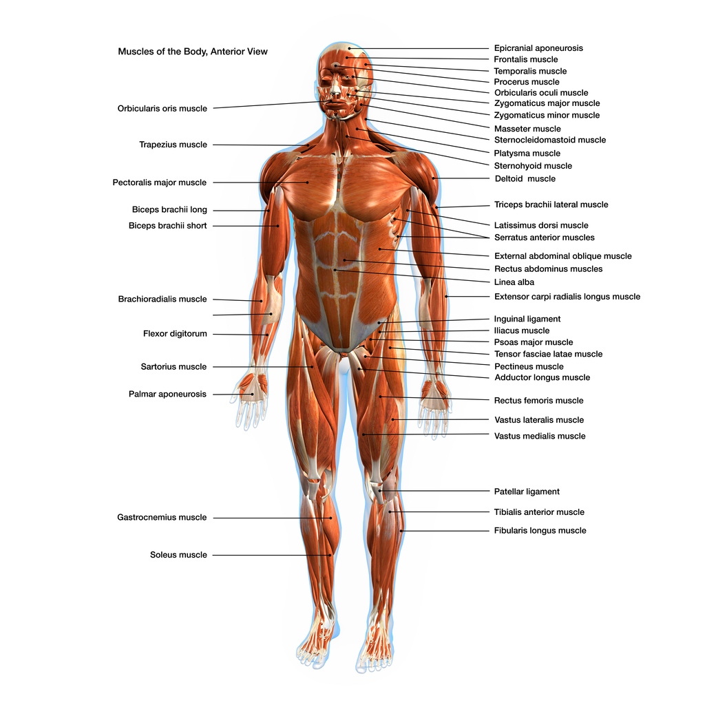 Male Muscle System in Full Anterior View of the Human Body on White Background