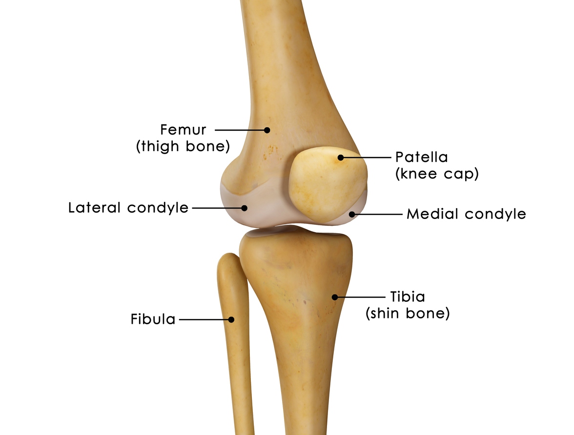 knee joint The knee joint joins the thigh with the leg and consists of two articulations: one between the femur and tibia, and one between the femur and patella.