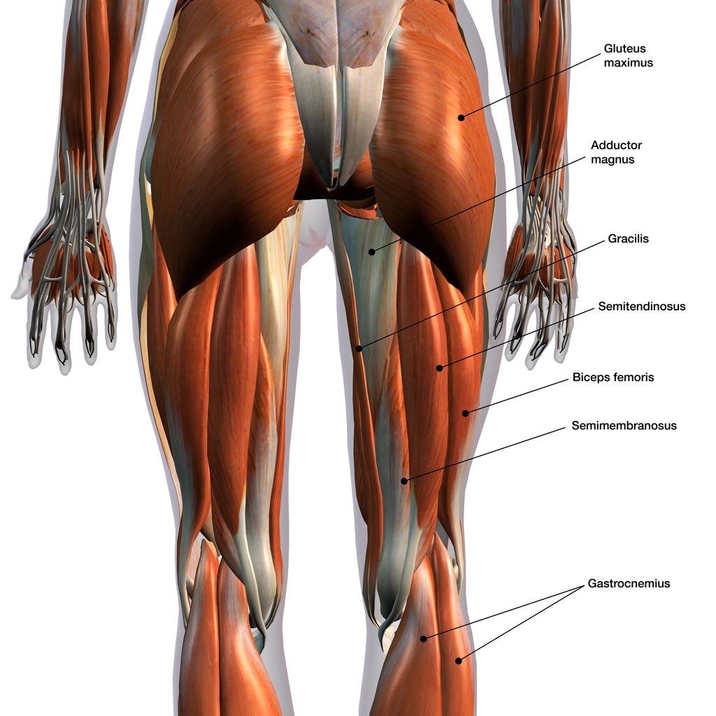 Female Posterior Leg Muscles Labeled on White Rear view of woman's thigh and knee muscles with names