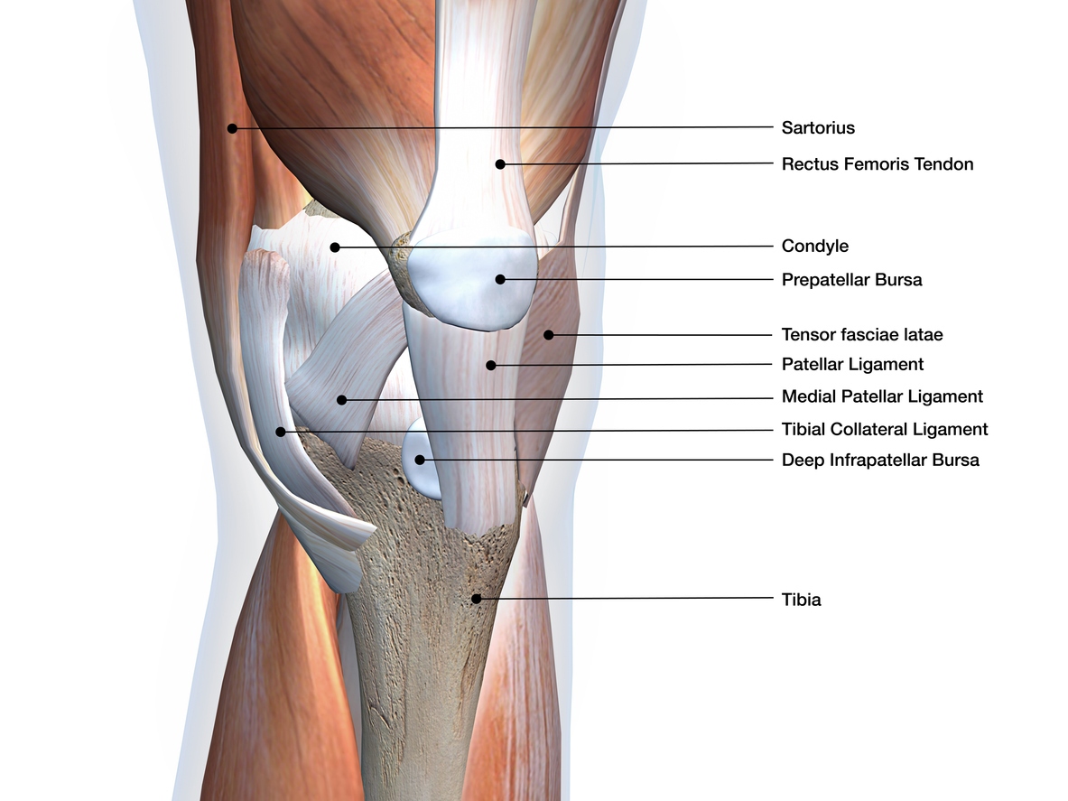 Knee Muscles and Ligaments Parts Labeled on White Background Frontal view of knee joint anatomy with parts labeled